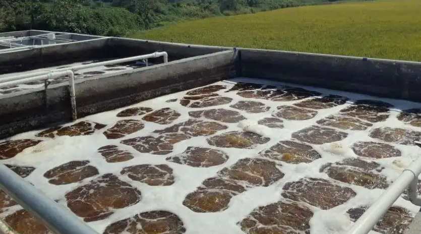 養豬廢水處理方案|流程|方法(養豬廢水達標排放的方法) 養豬廢水處理方案|流程|方法(養豬廢水達標排放的方法)